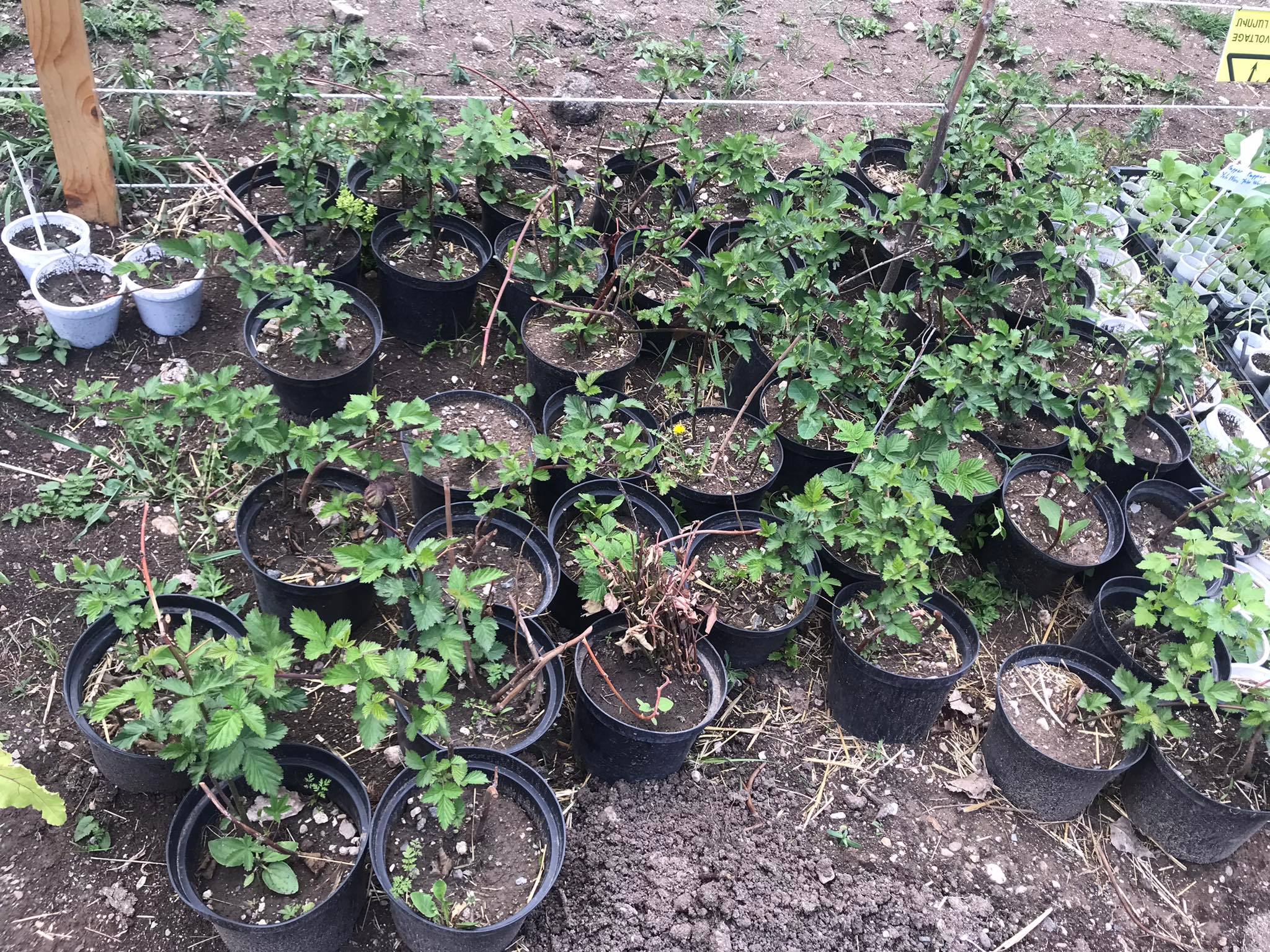 278762501_359431896209816_8692630006496099493_n.jpg (846 KB)