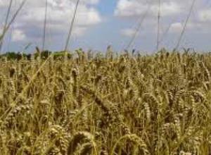 Տեխնիկան՝ մաշված, բերքը՝ թանկ