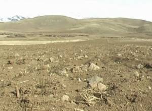 Աշնանացանը վտանգված է