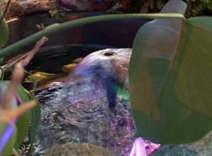 Այգեշինական կենտրոն` Երևանի սրտում