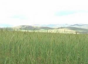 Շիրակի մարզում երաշտ է սկսվել