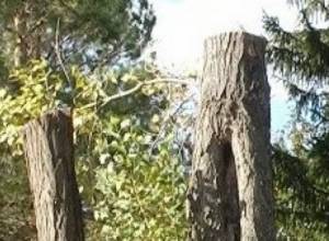 Բարդիները էտվել են հատվելու նման