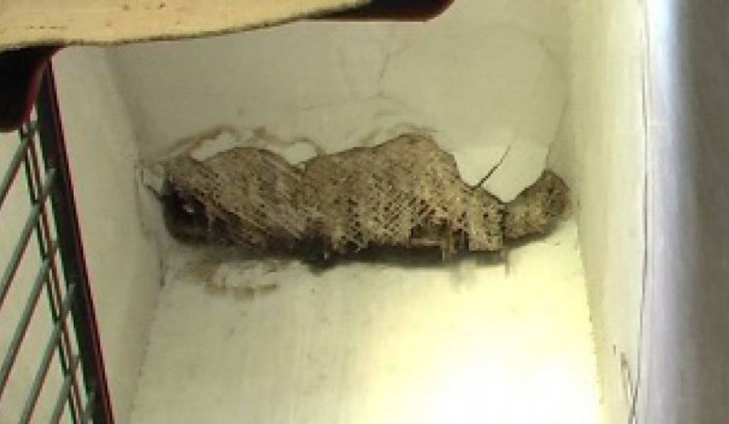 28101f0d67d4bc9eb9246c4c7868e679