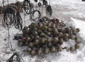 Елочные ветви дадут необеспеченным (видеоматериал)