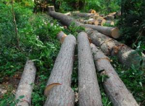 "Срубаем  зеленые деревья, чтобы согреть дом"