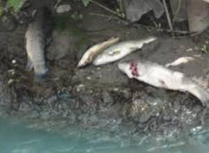 Рыб в Зангу выбросило на берег