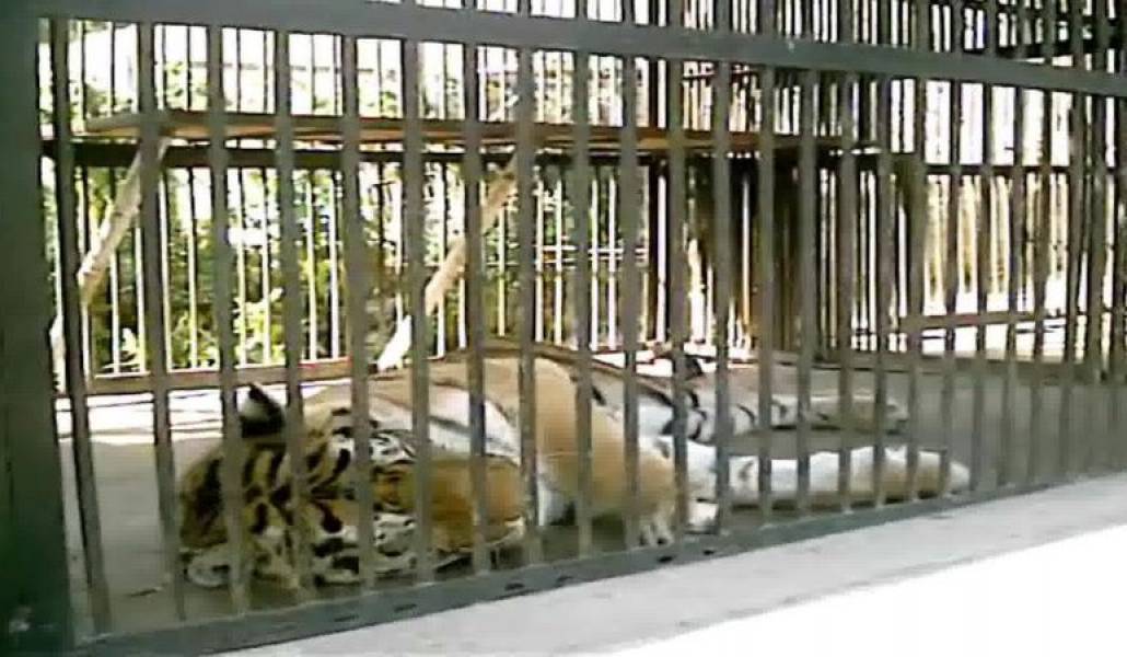 f79b2a99282878764e2a58a5f146ea52