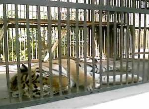 Что ожидается в Ереванском зоопарке?