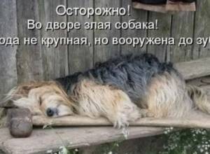 "Во дворе находится бешеная собака"