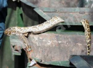 Тигровый питон перемещен из мусорного бака в зоопарк