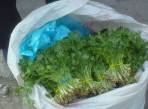 В преддверии Пасхи зелень подорожает