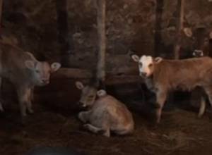 Из-за горнодобывающей промышленности увеличились аномальные явления