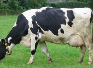 Brucellosis tests in regions