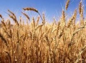 Министерство сельского хозяйства против крестьян