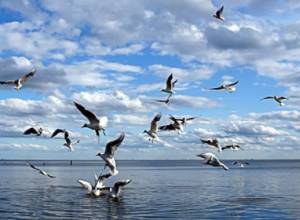 Who wants to build fish farm in the Sevan? Pastinfo