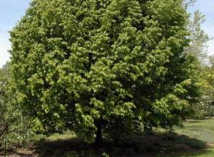 Good tree species are on the edge of extinction