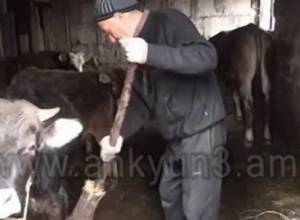 42 գլուխ կով ունի, բայց օրվա ապրուստը հազիվ է հոգում   