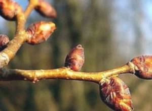 Заморозки ожидаются  в некоторых районах