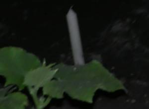 Plants are protected even by candles