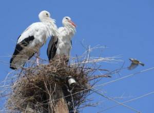 Weather surprises won’t affect birds