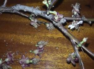 Yesterday Ararat valley was fumigated