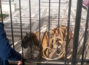 General Manvel’s tiger on Ejmitsin streets: Hetq.am