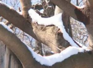 Potato and bean crops also affected by heavy snowfall in Armenia
