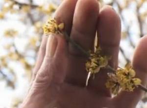 Сельские жители: урожай потерян