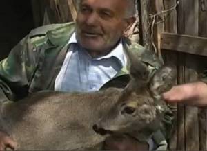 Գայլի երախից եղնիկին ազատել է արգելավայրի տեսուչը   