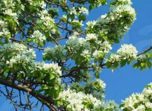 To Botanical Garden on May 1