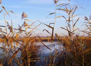Корабль заблокирован в заповеднике «Севан» արգելոցում