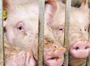 No outbreak of swine plague in Vedi