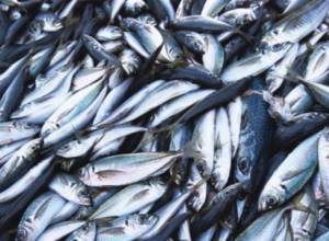 Массовый падеж рыбы 