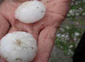 No nuts, no figs, no pomegranates: Villagers left without fruit