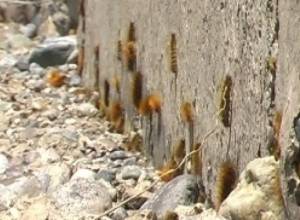 Թրթուրները գրոհել են, մարդիկ անզոր են