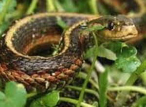  8 cases of snake bite