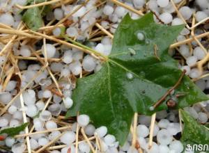 Morning hail damaged village crops