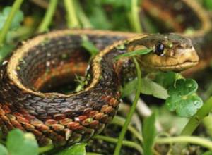 Snake spotted in Armenian village 