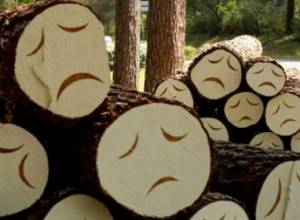 Illegal logging in Dilijan National Park 