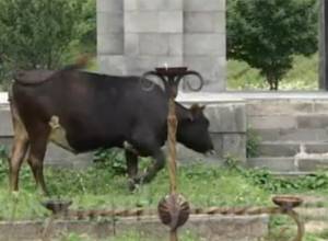 Կովերը «հնձում» են գերեզմանների խոտը