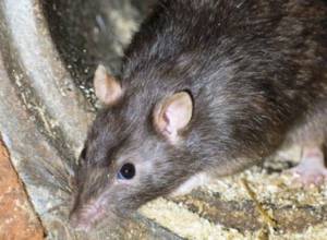 Genetically-mutated rats penetrated into the United Kingdom