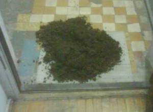 Навоз – у дверей Гаспари