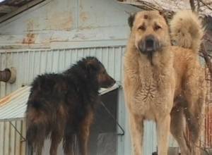 Theft left unfinished because of dogs