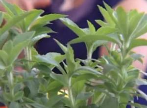 Ստեւիա դեղաբույսը կօգտագործվի նաեւ Հայաստանում