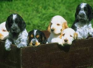 Раненых щенков переместили в клинику