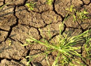 Villagers' daily food dries out due to lack of water