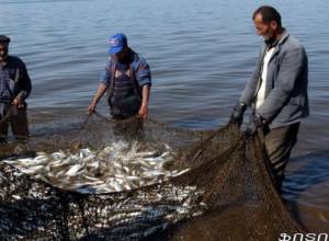 Սեւանում ձկնապաշարները շարունակում են պակասել