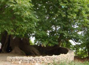 Չինարիում հենապատի կառուցմանը գումար կհատկացվի