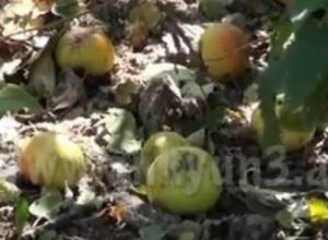 Hail destroyed the harvest