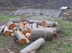 Former forester about the illegalities of the officials